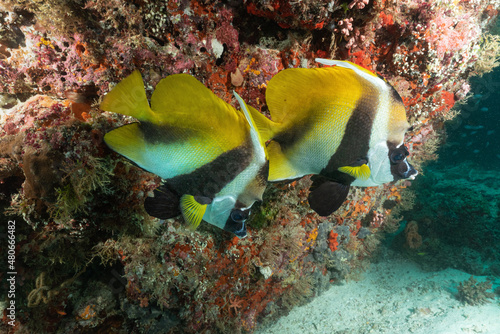 coppia di Pesce bandiera mascherato, Heniochus monoceros , sulla barriera corallina photo