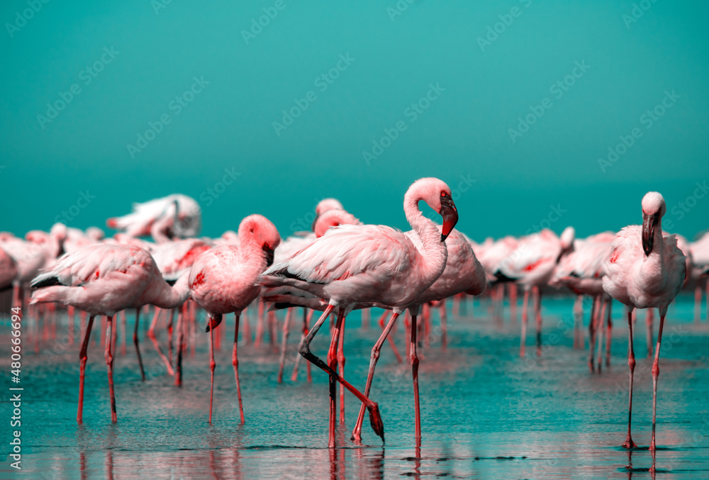 Obraz premium Wild african birds. Group birds of pink african flamingos walking around the blue lagoon