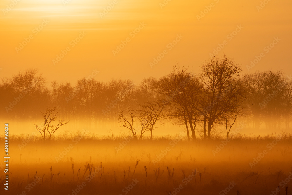 Orange sunrise with fog and bare trees