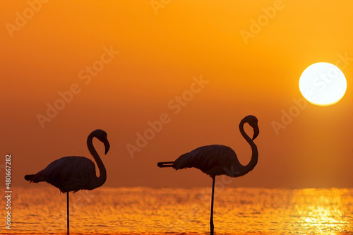 Wild african birds. Silhouette of two flamingos stands in a lagoon against a background of golden sunset and bright sun