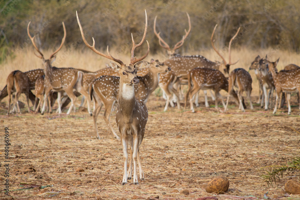 Obraz premium impala in the savannah