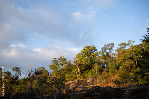 tree and sky