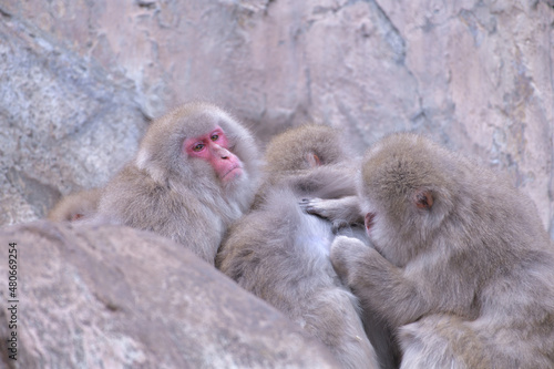 子猿の蚤取りをしている母猿と見守っている父猿 photo