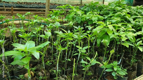 Avocado plants growing in a garden