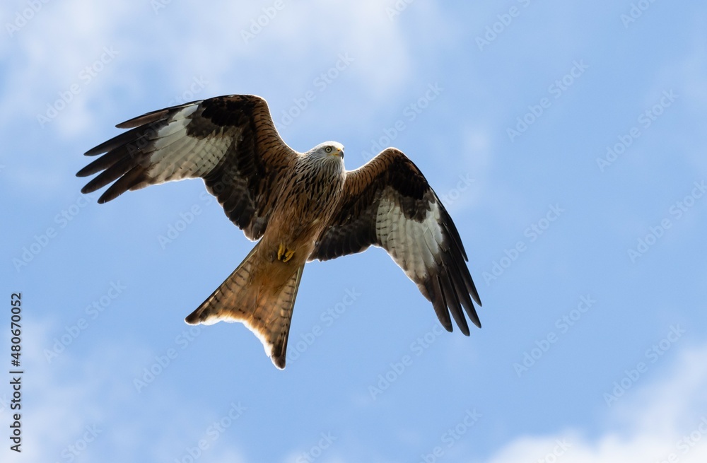 Obraz premium Rotmilan