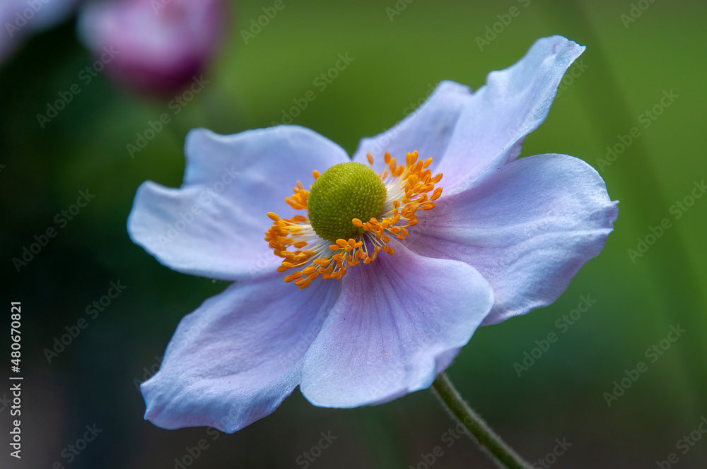 Sydney Australia, close-up of mauve anemone flower Sydney Australia, close-up of mauve anemone flower