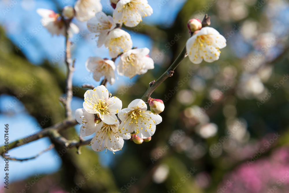 Fototapeta premium Kagawa, Japan - Japanese apricot blossoms at Ritsurin Garden in Takamatsu, Kagawa, Japan. Ritsurin Garden is one of the most famous historical gardens in Japan.