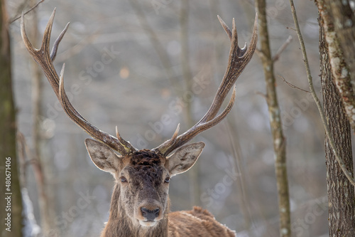 Fototapeta Naklejka Na Ścianę i Meble -  Jeleń szlachetny (Cervus elaphus) Red Deer Stag