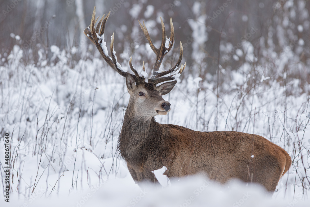 Jeleń szlachetny (Cervus elaphus) Red Deer Stag