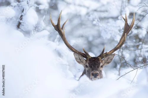 Obraz Jeleń szlachetny (Cervus elaphus) Red Deer Stag