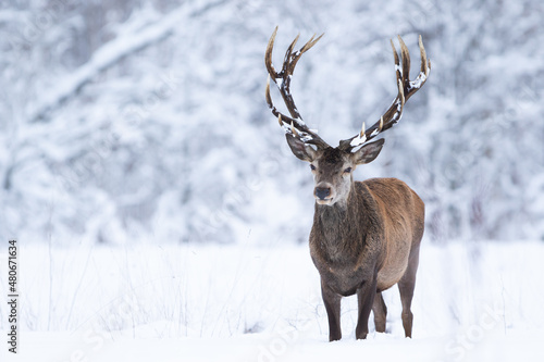 Fototapeta Naklejka Na Ścianę i Meble -  Jeleń szlachetny (Cervus elaphus) Red Deer Stag