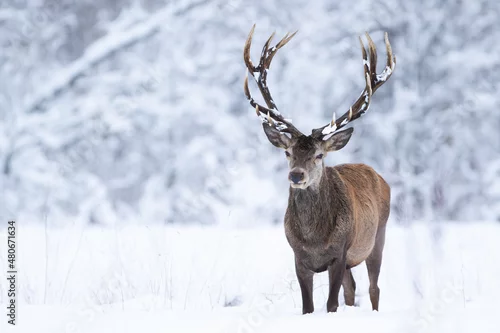 Obraz Jeleń szlachetny (Cervus elaphus) Red Deer Stag