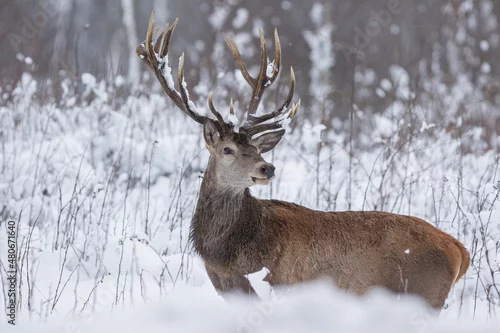 Fototapeta Jeleń szlachetny (Cervus elaphus) Red Deer Stag