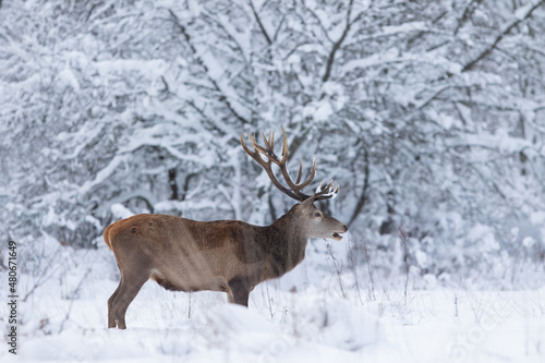 Fototapeta Naklejka Na Ścianę i Meble -  Jeleń szlachetny (Cervus elaphus) Red Deer Stag