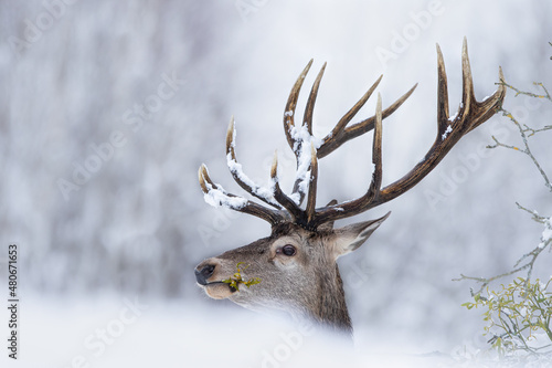 Jeleń szlachetny (Cervus elaphus) Red Deer Stag