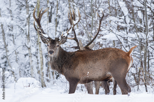 Fototapeta Naklejka Na Ścianę i Meble -  Jeleń szlachetny (Cervus elaphus) Red Deer Stag