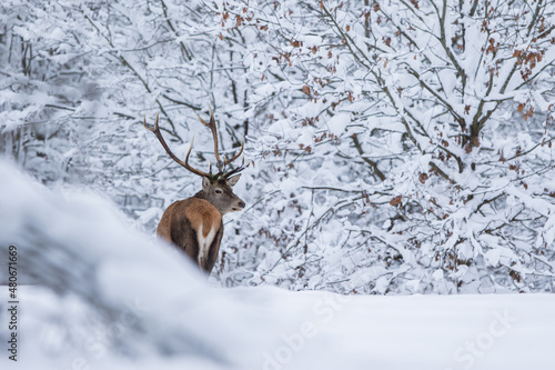 Fototapeta Naklejka Na Ścianę i Meble -  Jeleń szlachetny (Cervus elaphus) Red Deer Stag