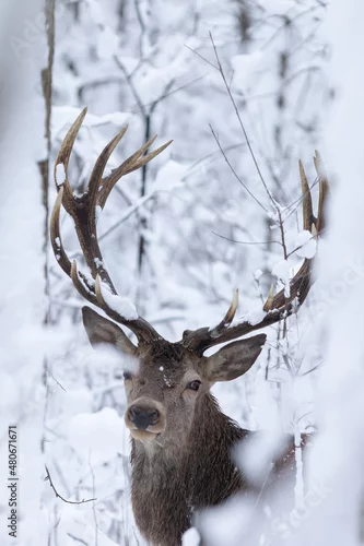 Obraz Jeleń szlachetny (Cervus elaphus) Red Deer Stag
