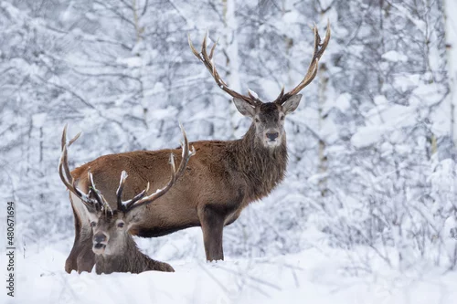 Fototapeta Jeleń szlachetny (Cervus elaphus) Red Deer Stag