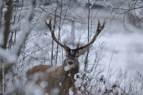 Fototapeta Naklejka Na Ścianę i Meble -  Jeleń szlachetny (Cervus elaphus) Red Deer Stag