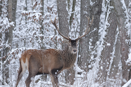 Fototapeta Naklejka Na Ścianę i Meble -  Jeleń szlachetny (Cervus elaphus) Red Deer Stag