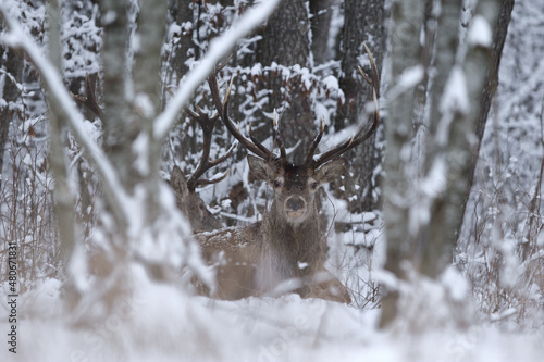 Fototapeta Naklejka Na Ścianę i Meble -  Jeleń szlachetny (Cervus elaphus) Red Deer Stag