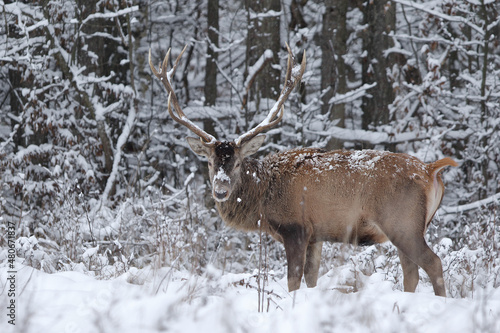 Fototapeta Naklejka Na Ścianę i Meble -  Jeleń szlachetny (Cervus elaphus) Red Deer Stag