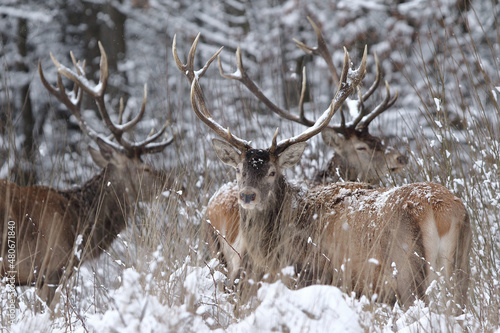 Fototapeta Naklejka Na Ścianę i Meble -  Jeleń szlachetny (Cervus elaphus) Red Deer Stag