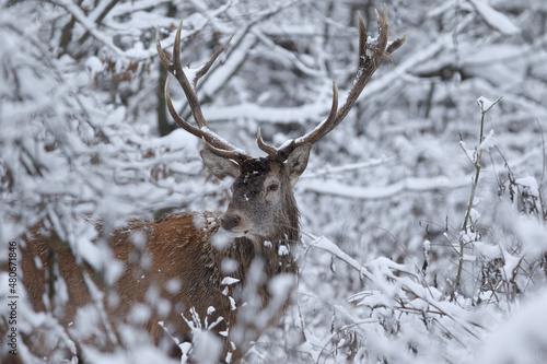 Fototapeta Naklejka Na Ścianę i Meble -  Jeleń szlachetny (Cervus elaphus) Red Deer Stag
