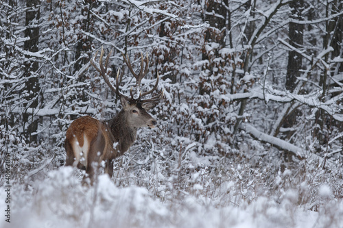 Fototapeta Naklejka Na Ścianę i Meble -  Jeleń szlachetny (Cervus elaphus) Red Deer Stag