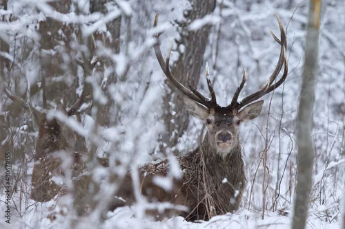 Obraz Jeleń szlachetny (Cervus elaphus) Red Deer Stag