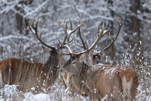 Obraz Jeleń szlachetny (Cervus elaphus) Red Deer Stag