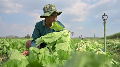 Farmers cut white cabbage to sell. photo