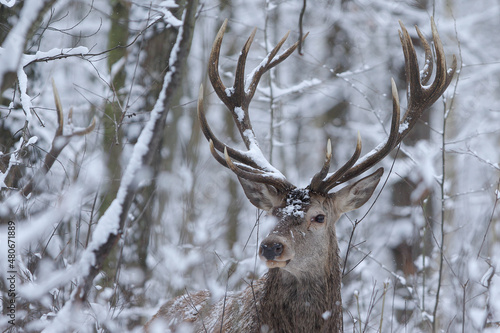 Jeleń szlachetny (Cervus elaphus) Red Deer Stag