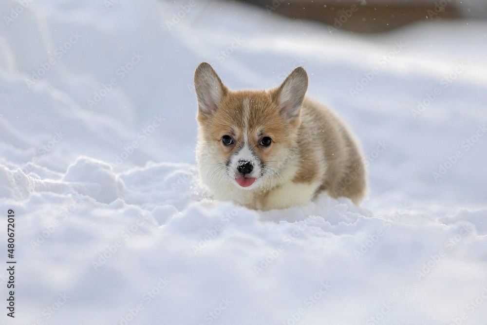 Obraz premium dog in snow