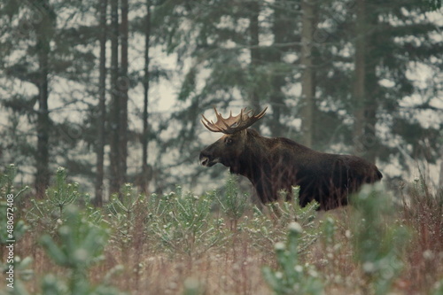 Fototapeta Naklejka Na Ścianę i Meble -  Łoś euroazjatycki (Alces alces ) Moose