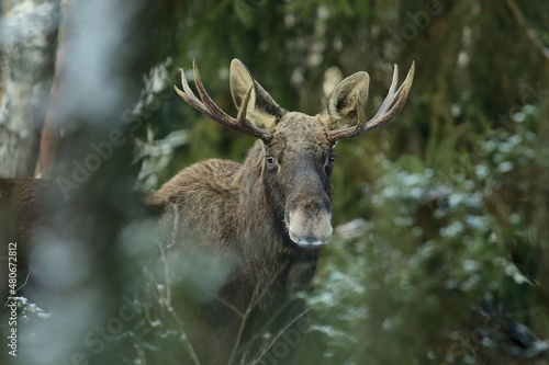 Obraz na płótnie Łoś euroazjatycki (Alces alces ) Moose w salonie