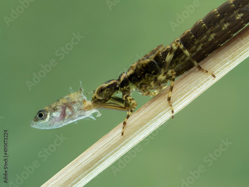 P7190066 aquatic dragonfly nymph (Epiprocta species) eating a 3-spined stickleback fish (Gasterosteus aculeatus). Delta, British Columbia, Canada cECP 2021