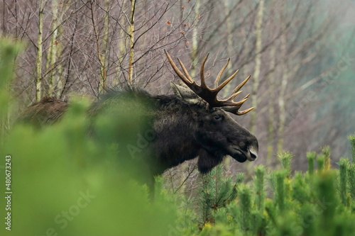 Fototapeta Naklejka Na Ścianę i Meble -  Łoś euroazjatycki (Alces alces ) Moose