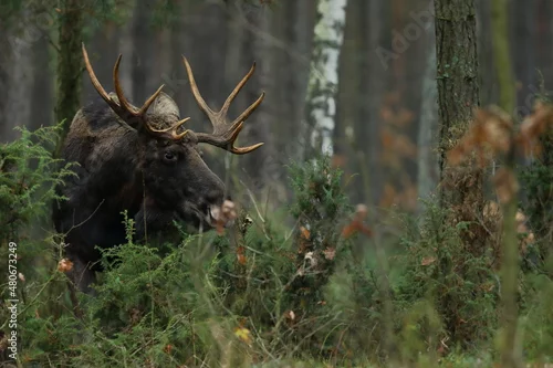 Obraz Łoś euroazjatycki (Alces alces ) Moose