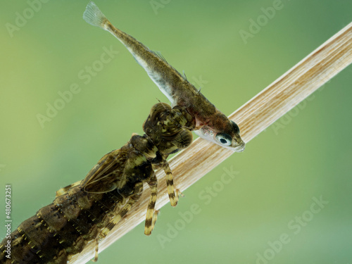 P7190031 aquatic dragonfly nymph (Epiprocta species) that captured a 3-spined stickleback fish (Gasterosteus aculeatus). Delta, British Columbia, Canada cECP 2021