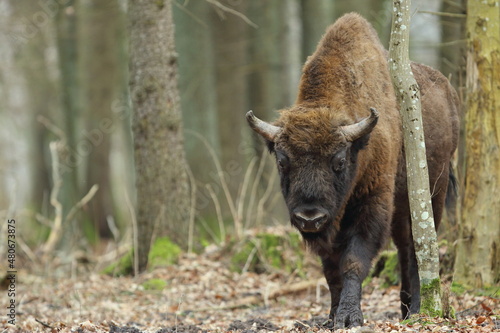 Fototapeta Naklejka Na Ścianę i Meble -  Żubr europejski (European Bison) Bison Bonasus