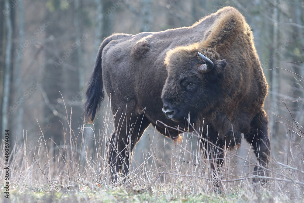 Żubr europejski (European Bison) Bison Bonasus Żubr europejski (European Bison) Bison Bonasus