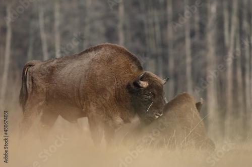 Żubr europejski (European Bison) Bison Bonasus