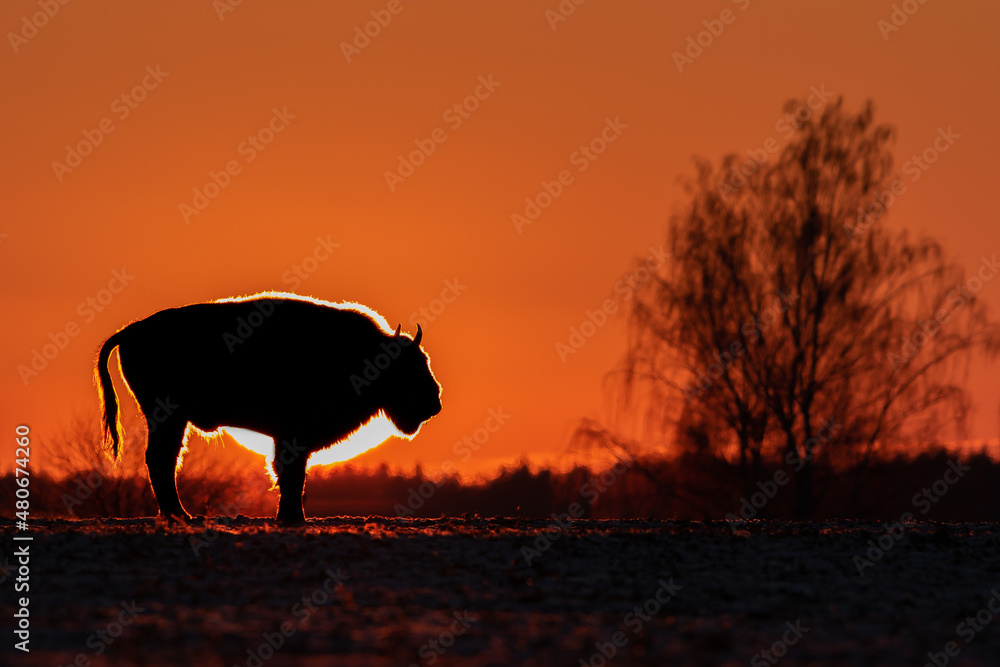 Żubr europejski (European Bison) Bison Bonasus