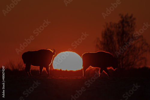 Żubr europejski (European Bison) Bison Bonasus