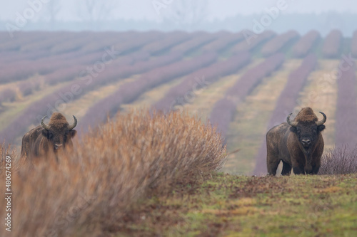 Żubr europejski (European Bison) Bison Bonasus