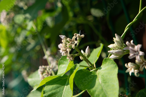 Cynanchum japonicum, a common herb. фототапет
