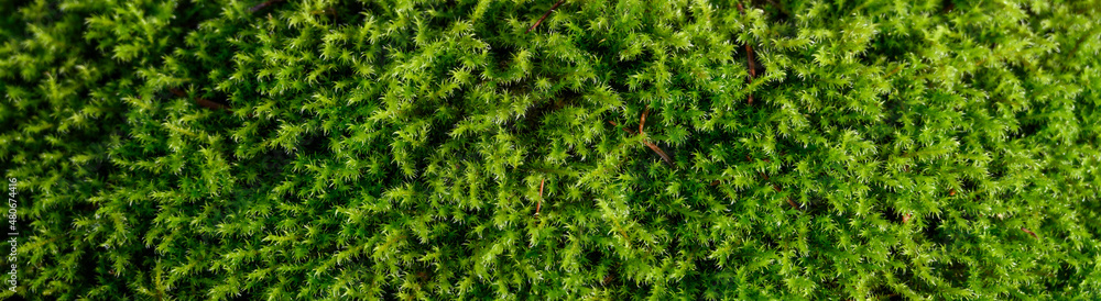 Closeup of wet moss on a sunny winter day, as a textured green nature background
