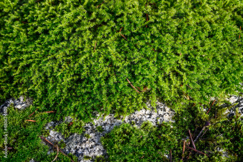 Fototapeta Naklejka Na Ścianę i Meble -  Closeup of wet moss on a sunny winter day, as a textured green nature background
